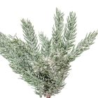 Fenyő pick havas M23cm