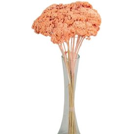 Achillea szárított barack