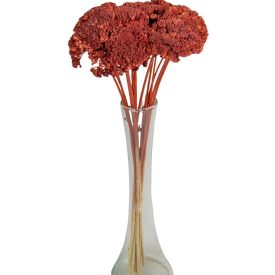 Achillea szárított barna