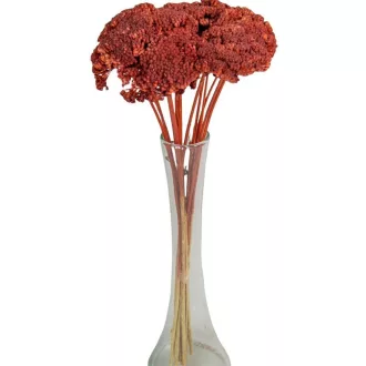 Achillea szárított barna