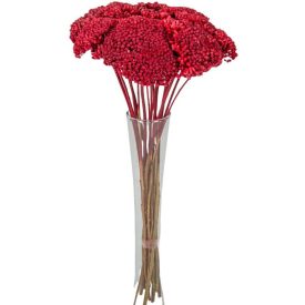 Achillea szárított bordó