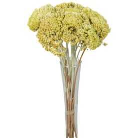 Achillea szárított fehérített zöld