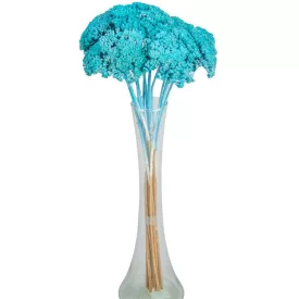 Achillea szárított kék