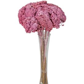 Achillea szárított mályva