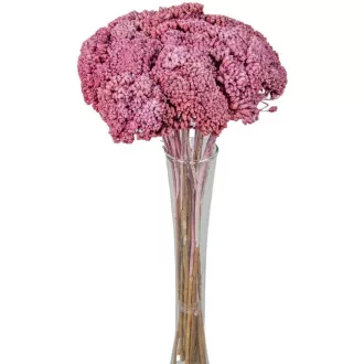 Achillea szárított mályva