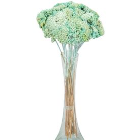 Achillea szárított menta