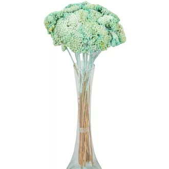 Achillea szárított menta