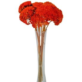 Achillea szárított narancs