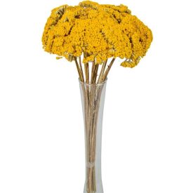 Achillea szárított natúr