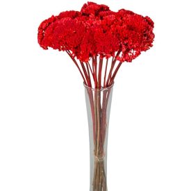 Achillea szárított piros