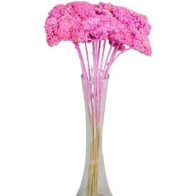 Achillea szárított rózsaszín