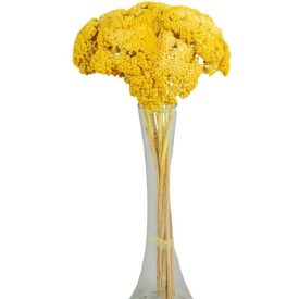 Achillea szárított sárga