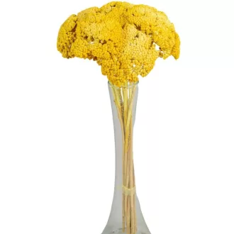 Achillea szárított sárga