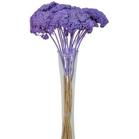 Achillea szárított sötétlila