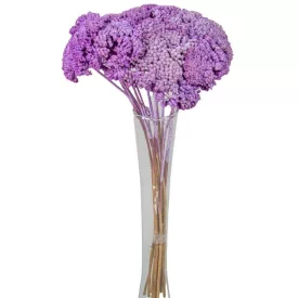 Achillea szárított világoslila
