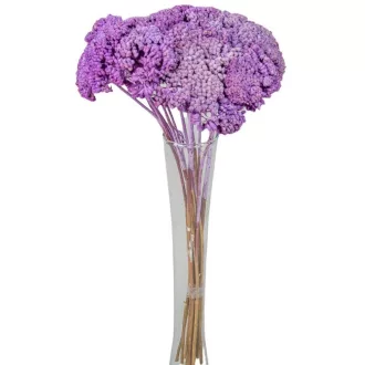 Achillea szárított világoslila
