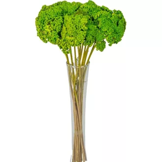 Achillea szárított zöld