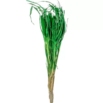 Babala sötétzöld