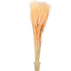 Búza szárított barack