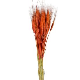 Búza szárított barna