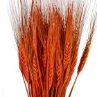 Búza szárított barna