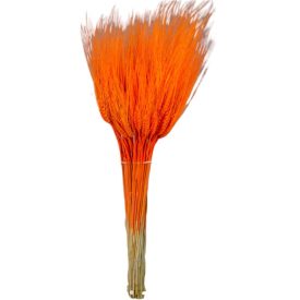 Búza szárított narancs