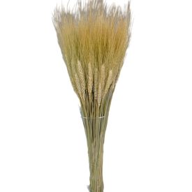 Búza szárított natúr