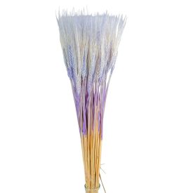 Búza szárított világoslila