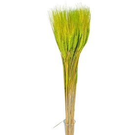 Búza szárított vilagoszöld