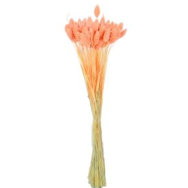 Fénymag szárított barack