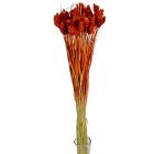 Fénymag szárított barna