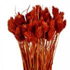 Fénymag szárított barna