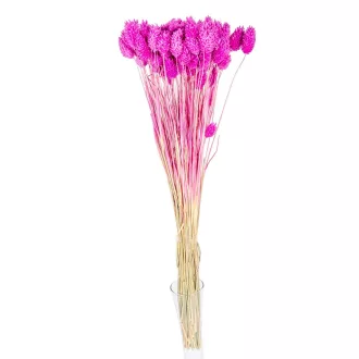 Fénymag szárított fucsia