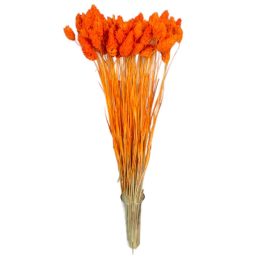 Fénymag szárított narancs