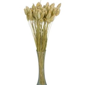 Fénymag szárított natúr