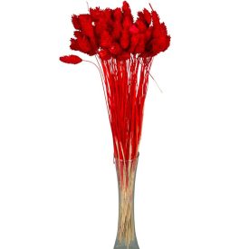 Fénymag szárított piros