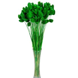 Fénymag szárított sötétzöld