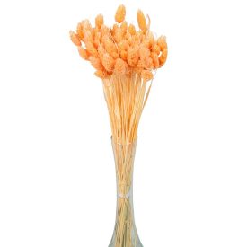 Fénymag szárított világosnarancs