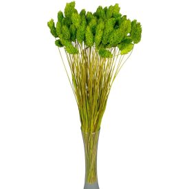 Fénymag szárított világoszöld