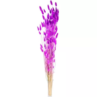 Lagurusz fucsia