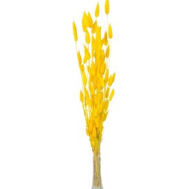 Lagurusz szárított sárga