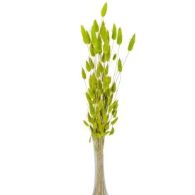 Lagurusz szárított világoszöld