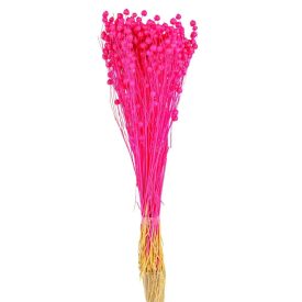 Len szárított rózsaszín