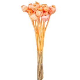 Mák szárított barack