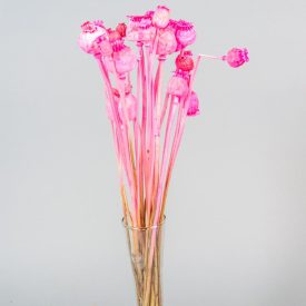 Mák szárított közép rózsaszín