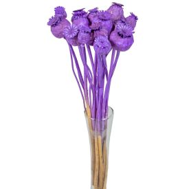 Mák szárított lila