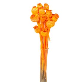 Mák szárított narancs