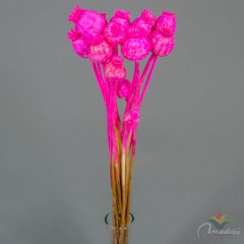 Mák szárított sötétrózsaszín