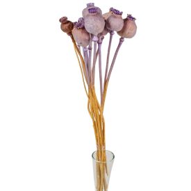 Mák szárított világoslila