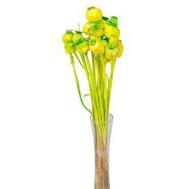 Mák szárított világoszöld